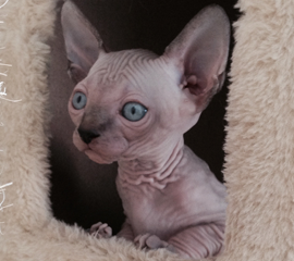 What are some rescue shelters that specialize in Sphynx cats?