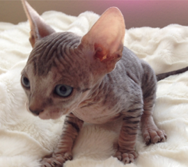 15 HQ Photos Hairless Cat Rescue California / Alien Sphynx Cat Has Different Colored Eyes People Com