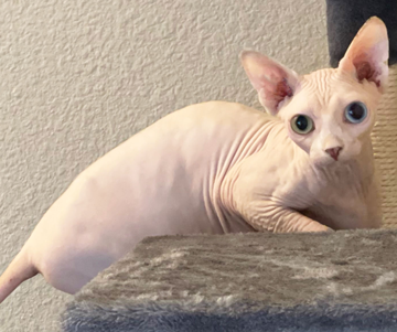 White Odd Eyed Sphynx Jesserit