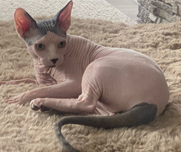 TooPee Black & White Bi-Color Sphynx