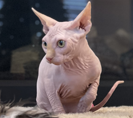 Male Sphynx Kitten