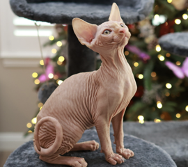 Cream Male Sphynx Kitten