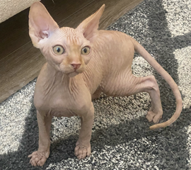 Red Male Sphynx Kitten